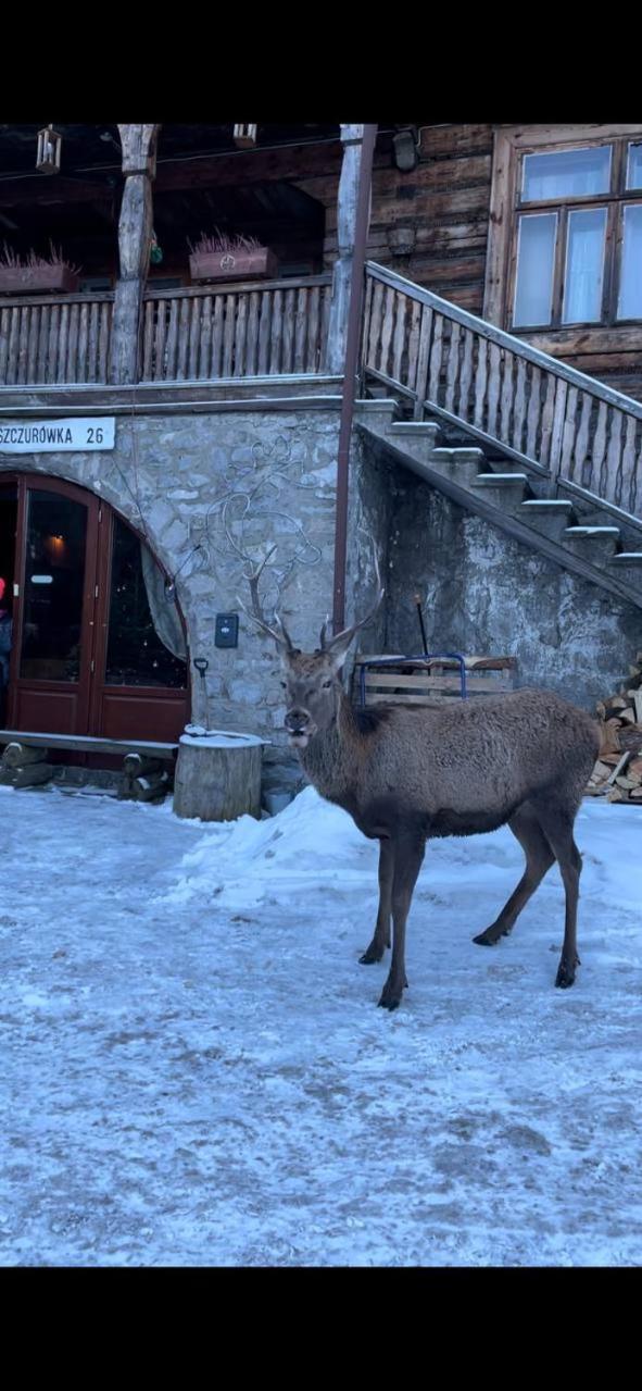 Willa Jaszczurówka 26 Zakopane Exterior foto
